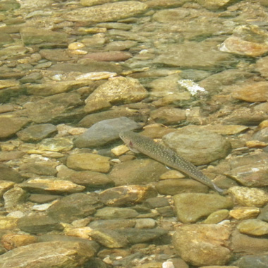 檜枝岐の渓流釣り